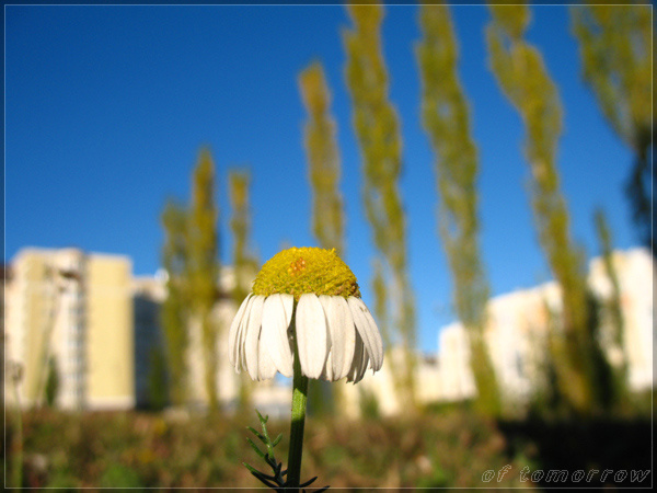 Camomile ромашка парк солнце