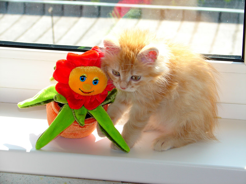 Друзья кот,,кошка, котенок, солнышко, солнце, милый,пара, парочка