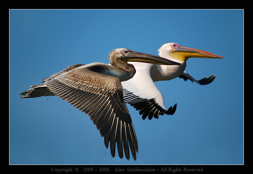 Photo finish. фотофиниш