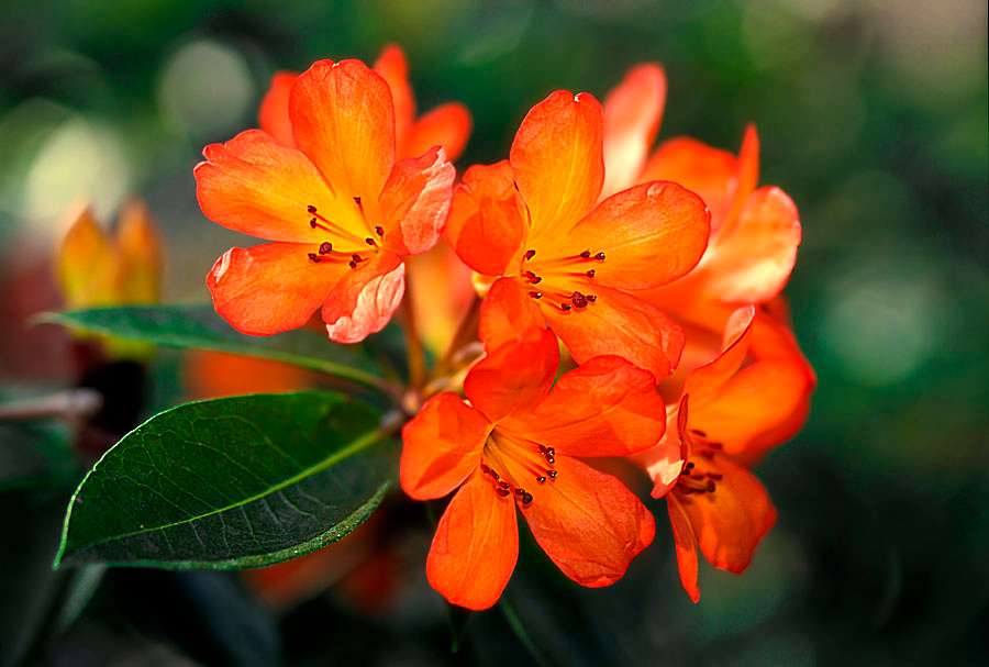 Рододендрон Рододендрон, Rhododendron, Los Angeles, California
