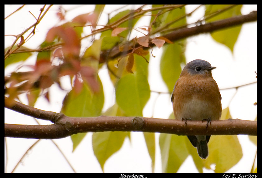 Холодает... Осень, Дождь, Птичка, Холод, Bird, Cold, Fall, Rain