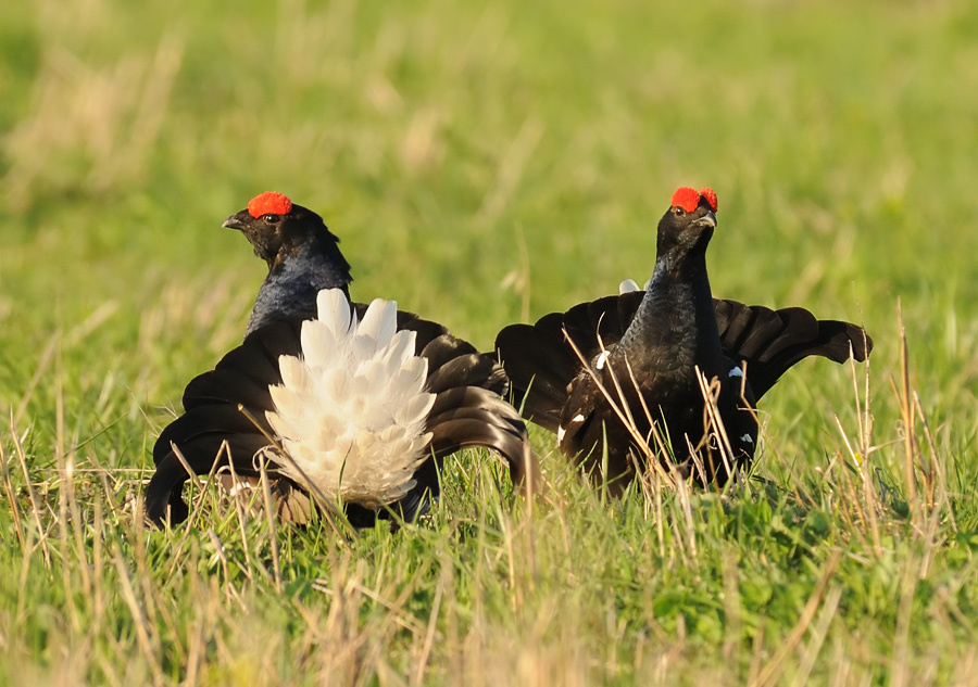 Услышавшие Тетерев, Eurasian Black Grouse, Lyrurus tetrix, ток