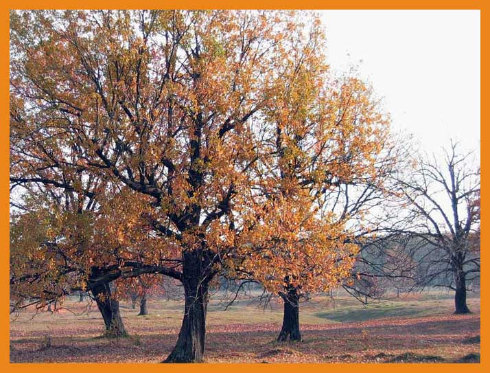 осень дерево лес природа листяю осень
