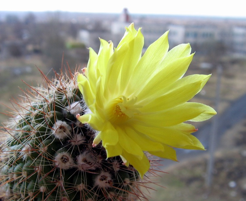 parodia nivosa parodia nivosa кактус