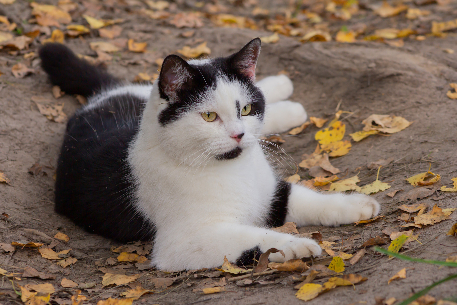 Осенний кот 