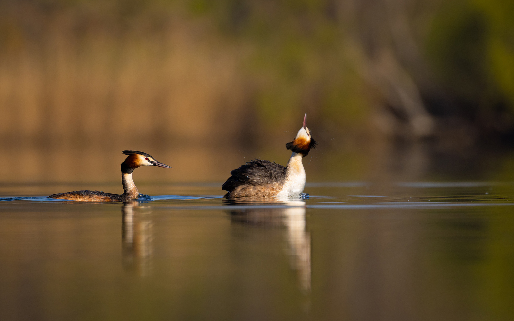 Great Crested Grebe 