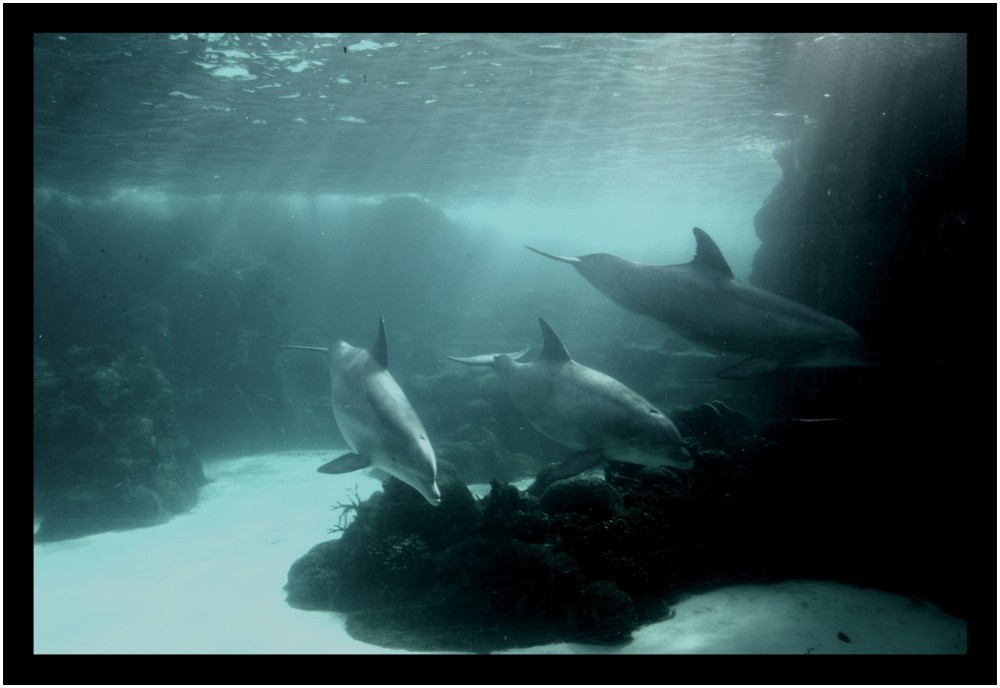 Trio Dolphins, Scudder
