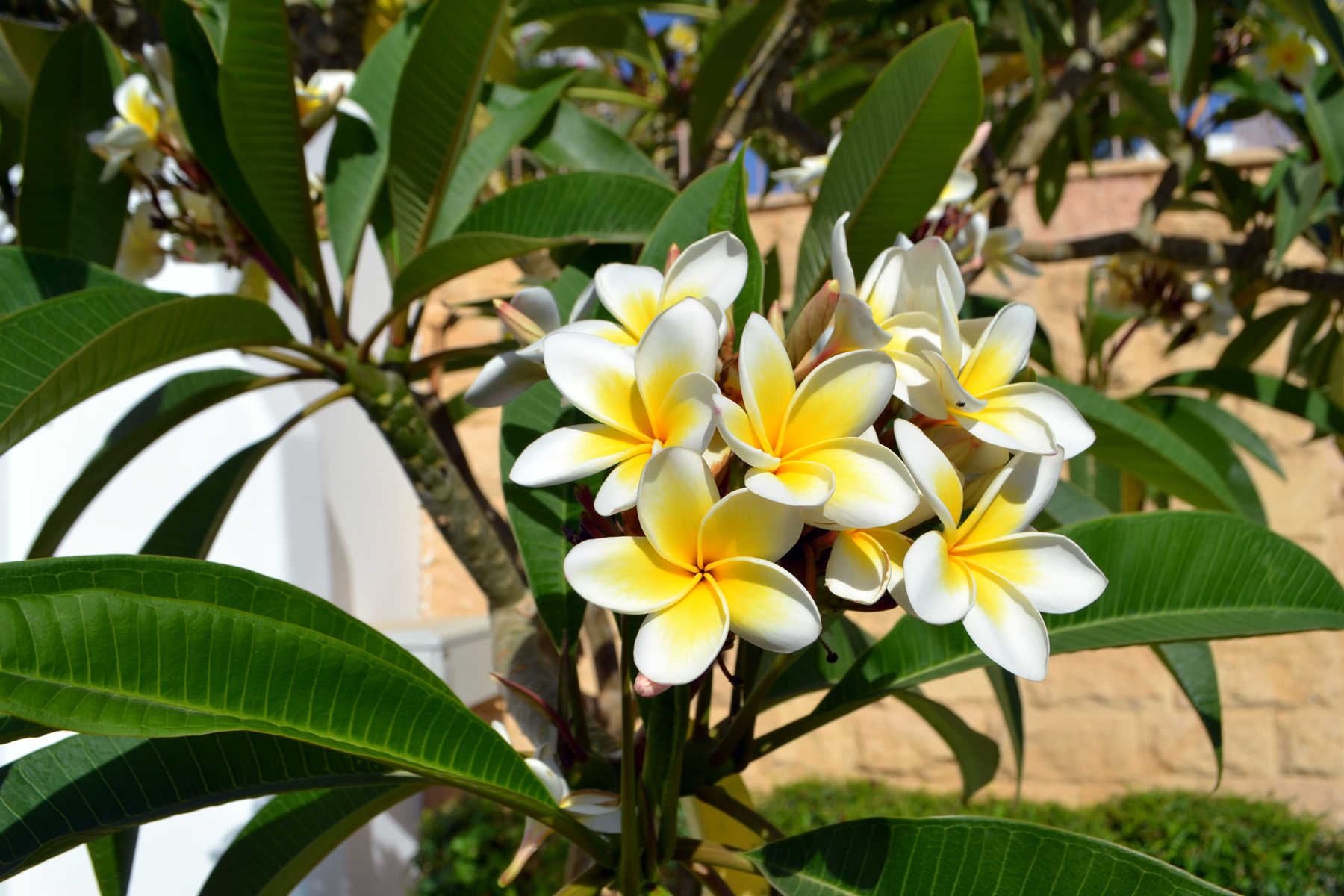 Bali flower Бали Frangipani Jepun Шива