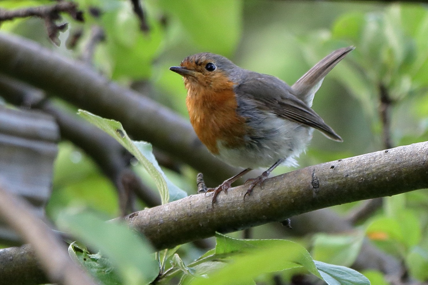 Erithacus rubecula птицы