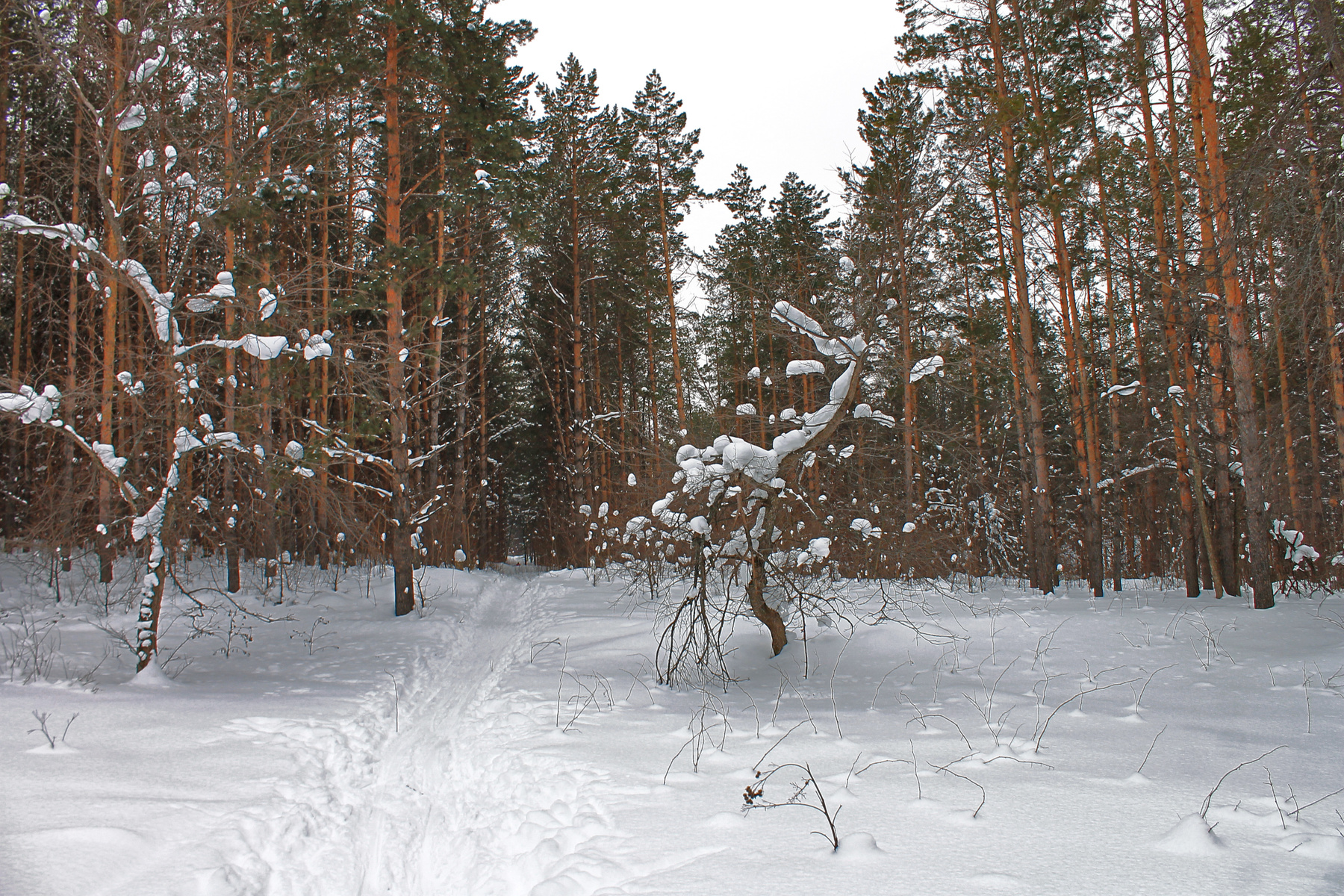 ЛЫЖНАЯ ДОРОГА 