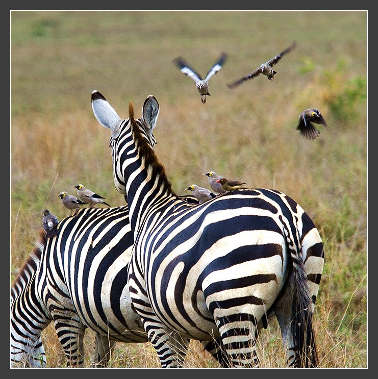 Африка в лицах #21. Весёлой шумною гурьбой ... Африка Танзания Serengeti Зебры Скворцы