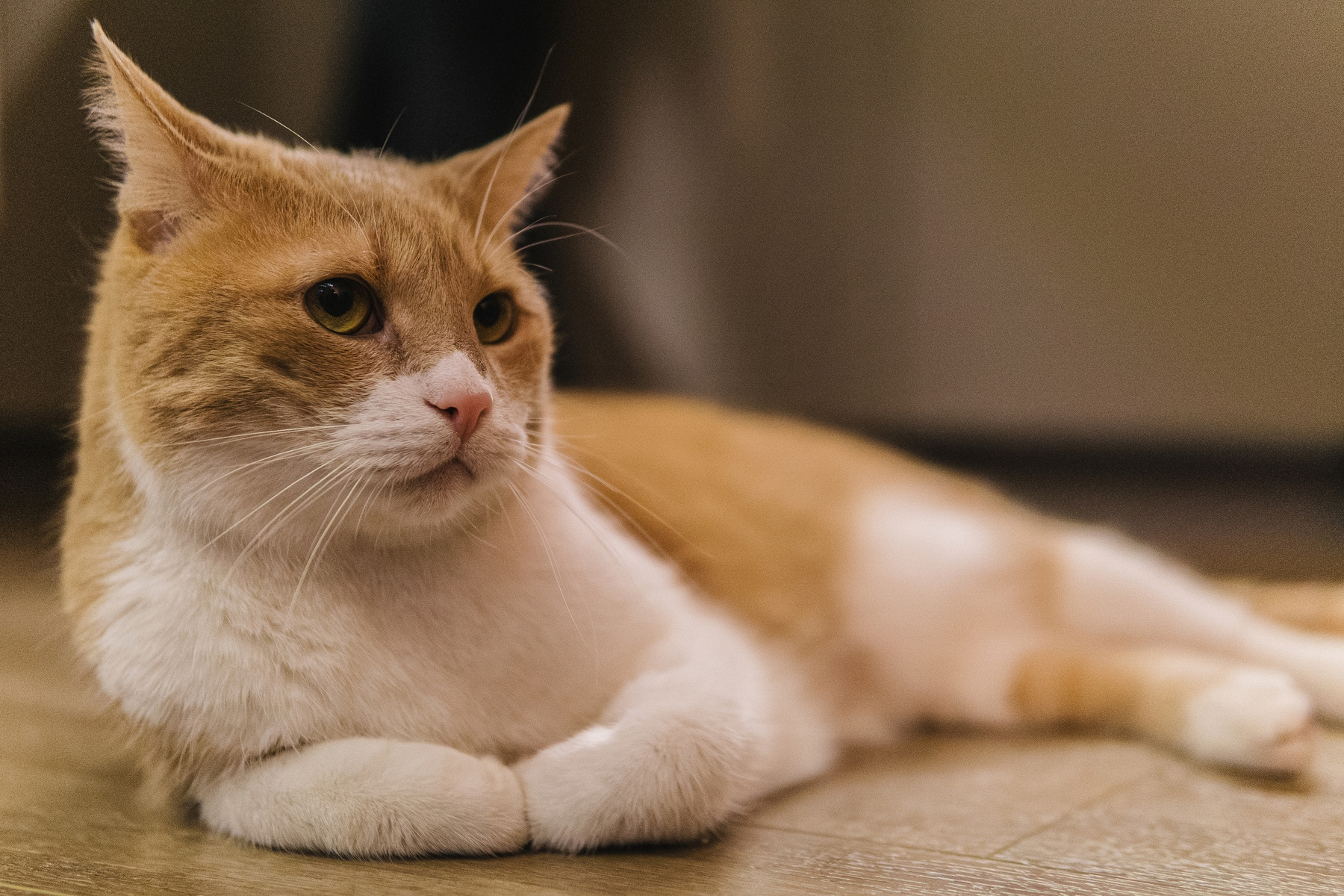 Кот 