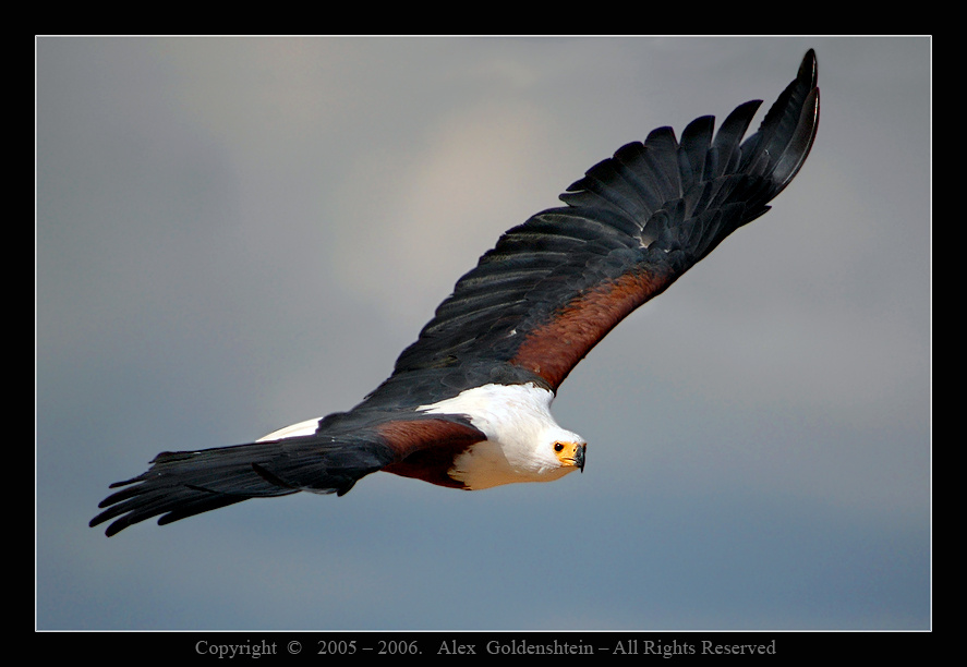 African Fish-Eagle Африка, Кения, озеро-Баринго орлан-крикун, (Haliaeetus-vocifer), Август-2006, Фото-Сафари Мастер-Класс с Вадимом-Онищенко