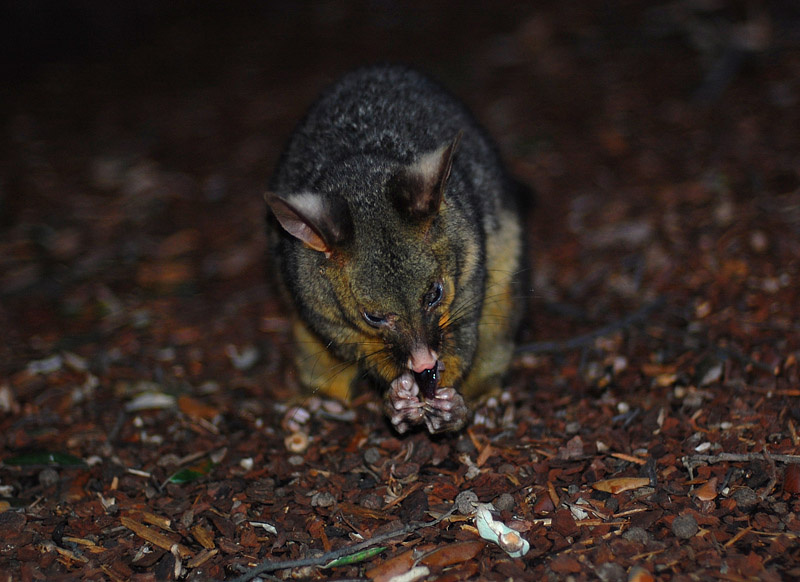 precious поссум possum Австралия
