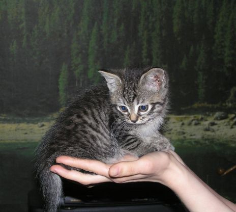Котенок) 