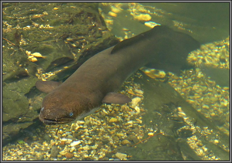 Чего только не встретишь в джунглях угорь, Longfinned Eel, Anguilla reinhardtii