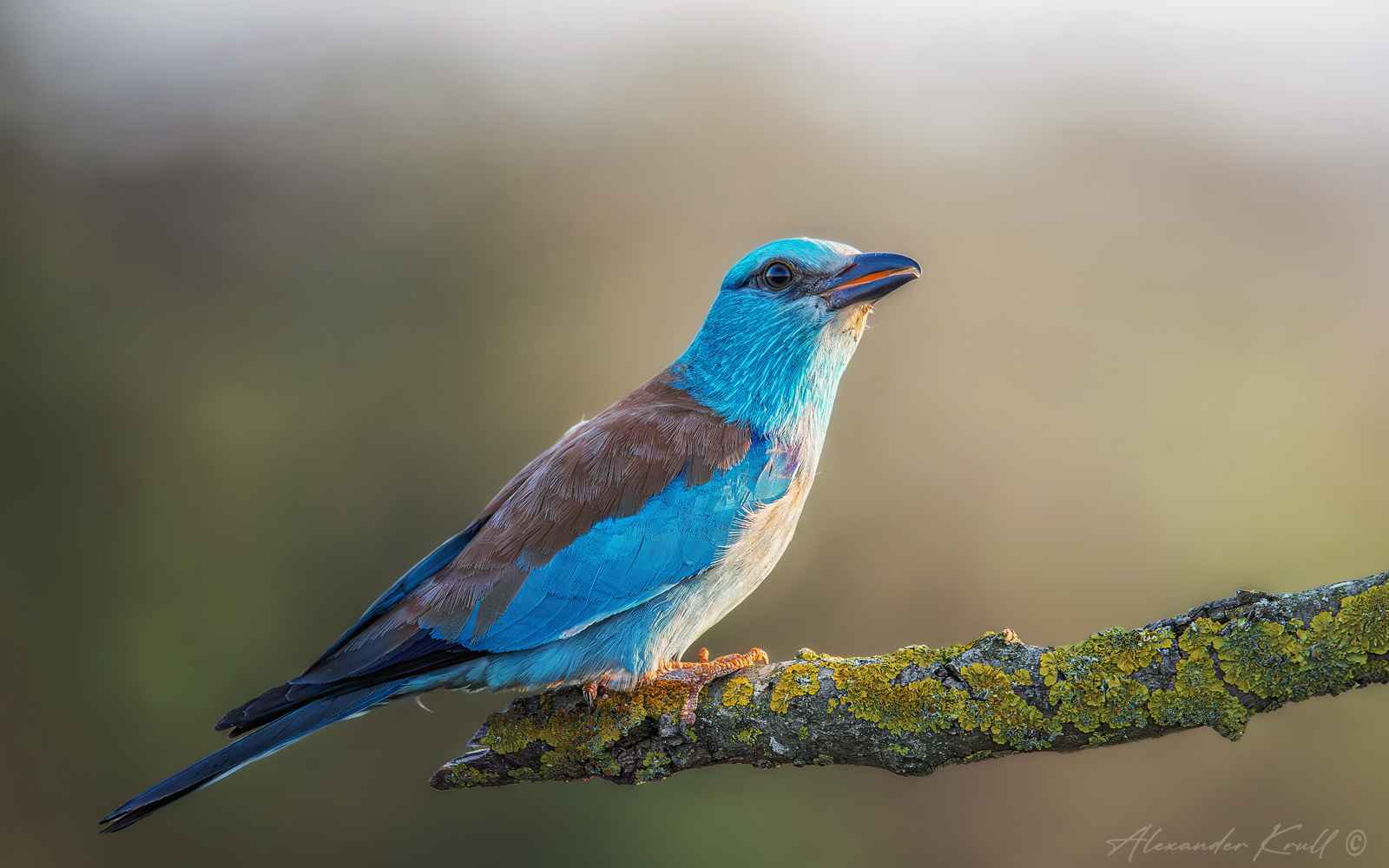 Встречая восход с сизоворонкой сизоворонка обыкновенная ракша coracias garrulus