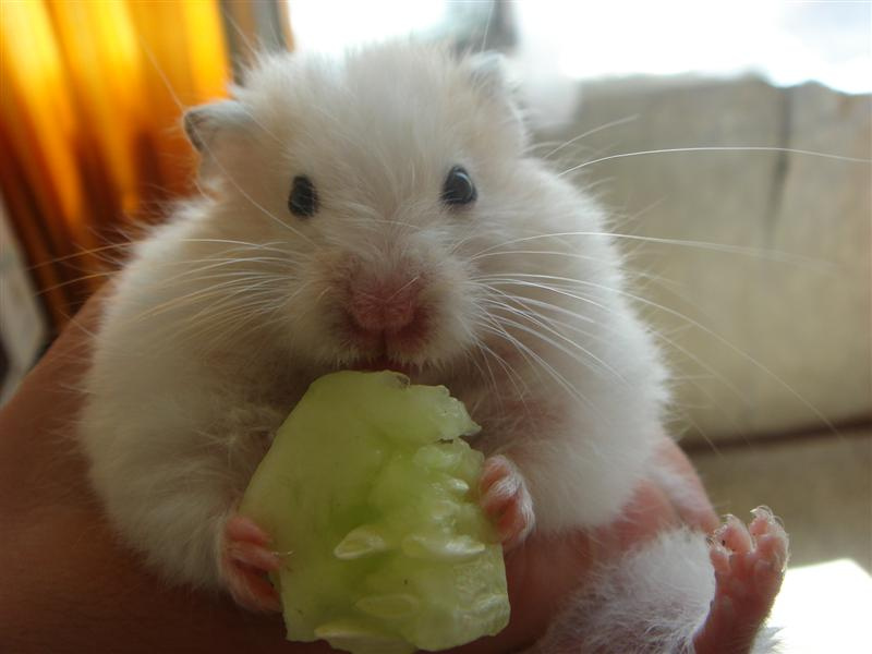 mukik mouse, мышь, хамяк, hamster