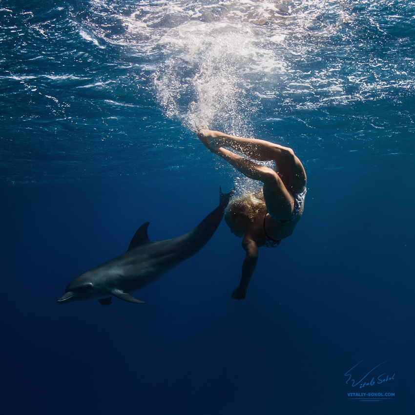 Catch the dream vitaliy-sokol.com, dolphins
