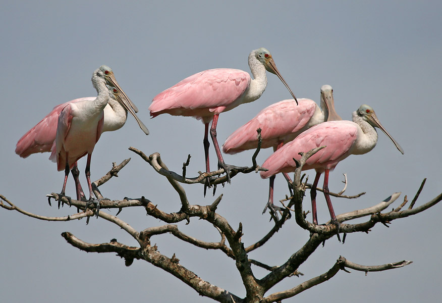 В тесноте, да не в обиде птицы, розовые, колпицы, roseate, spoonbills, Texas