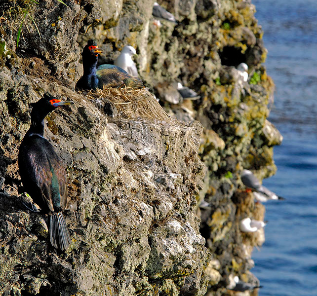 Базарчик Краснолицый баклан, Phalacrocorax urile, Остров Св. Георгия, о-ва Прибылова, Red-faced Cormorant, St. George Island, the Pribilofs, Bering Sea, Alaska