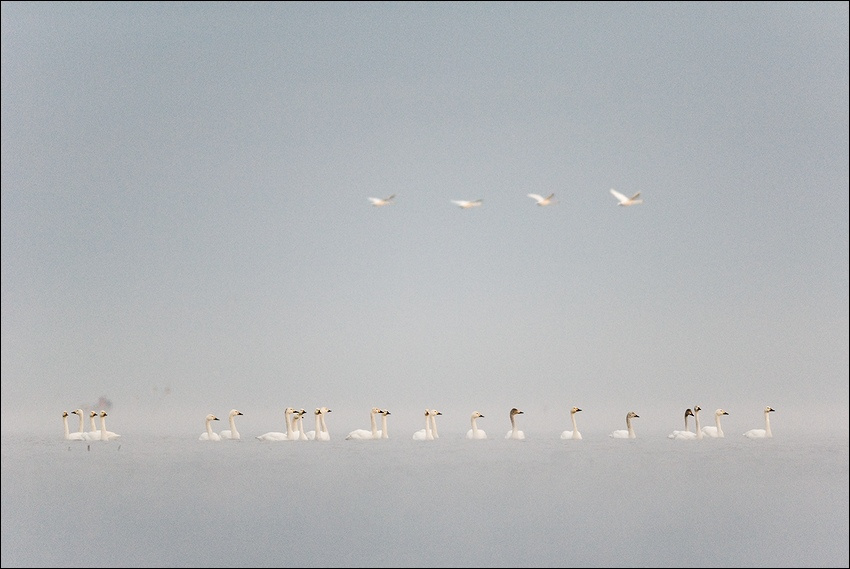 Ларго. Ладога, ЛЕБЕДЬ  Cygnus, апрель, туман, утро, ларго