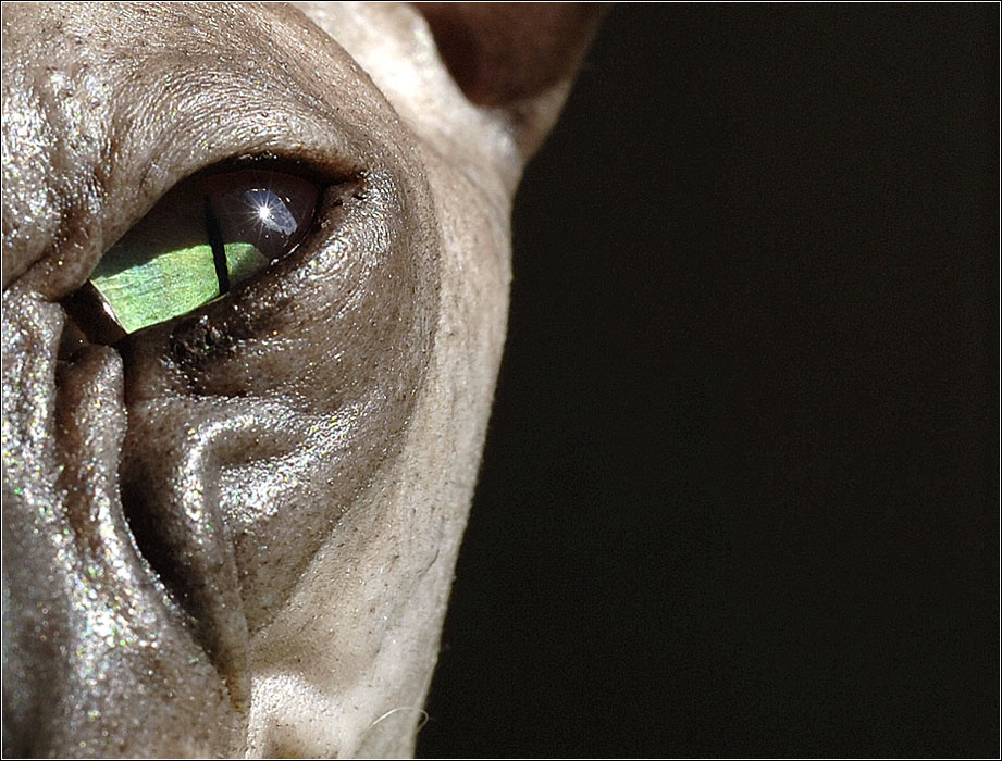 --- Кот