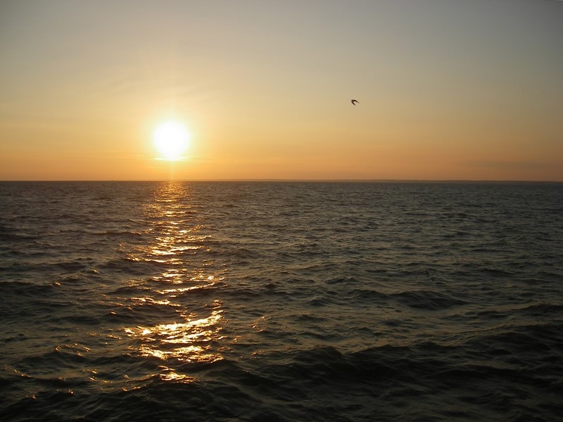 одинокая птица море чайка закат