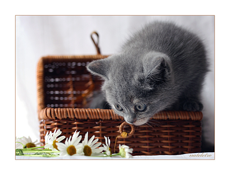 летний котёнок котёнок ромашки корзинка свет