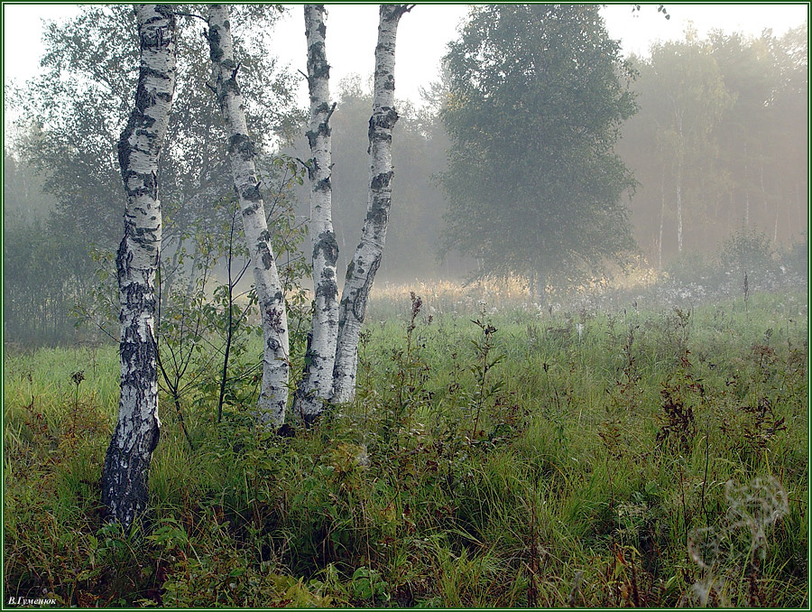 Осень осень, лес, поляна, березы, трава, утро, туман