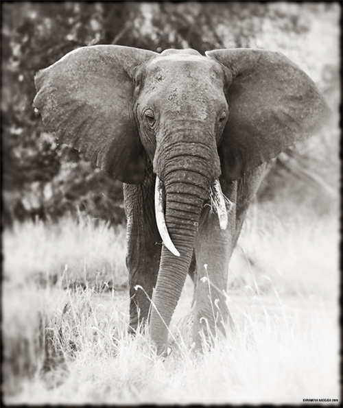 Loxodonta africana Blumen-bach Африка Танзания Маньяра Серенгети Нгоро Нгоро Слон