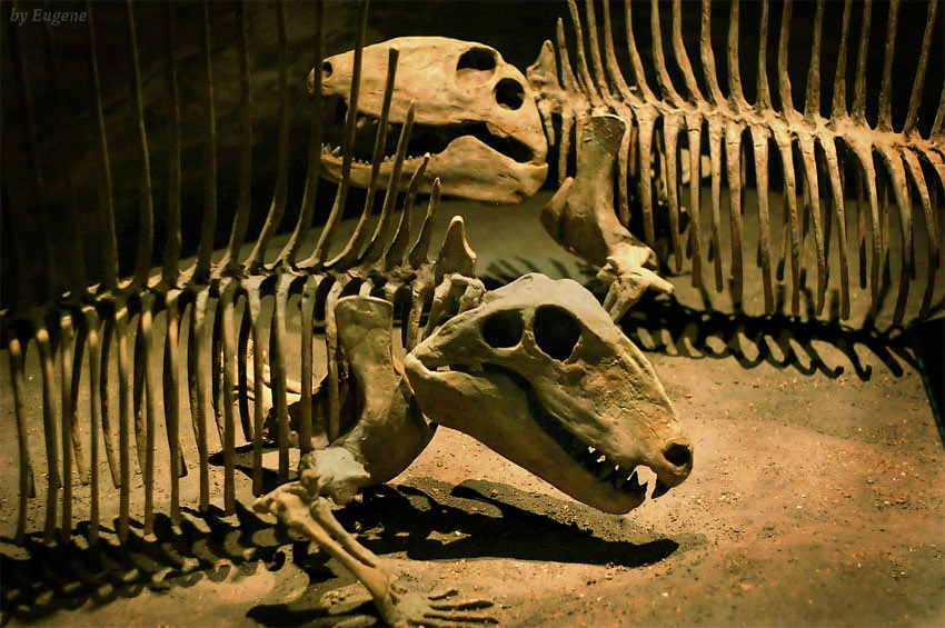 Jurassic Park2 (Panks) Динозавр, музей, Jurassic, Park, Museum, Dinosaur, Drumheller