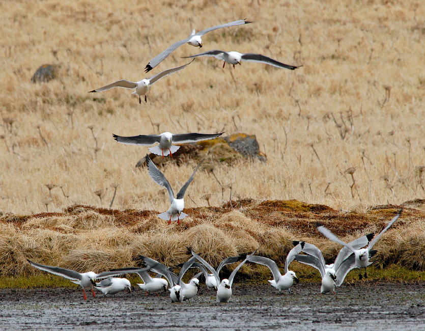 Пожиратели грязи Говорушка, Rissa brevirostris, Red-legged Kittiwake, St. George Island, the Pribilofs, Bering Sea, Alaska
