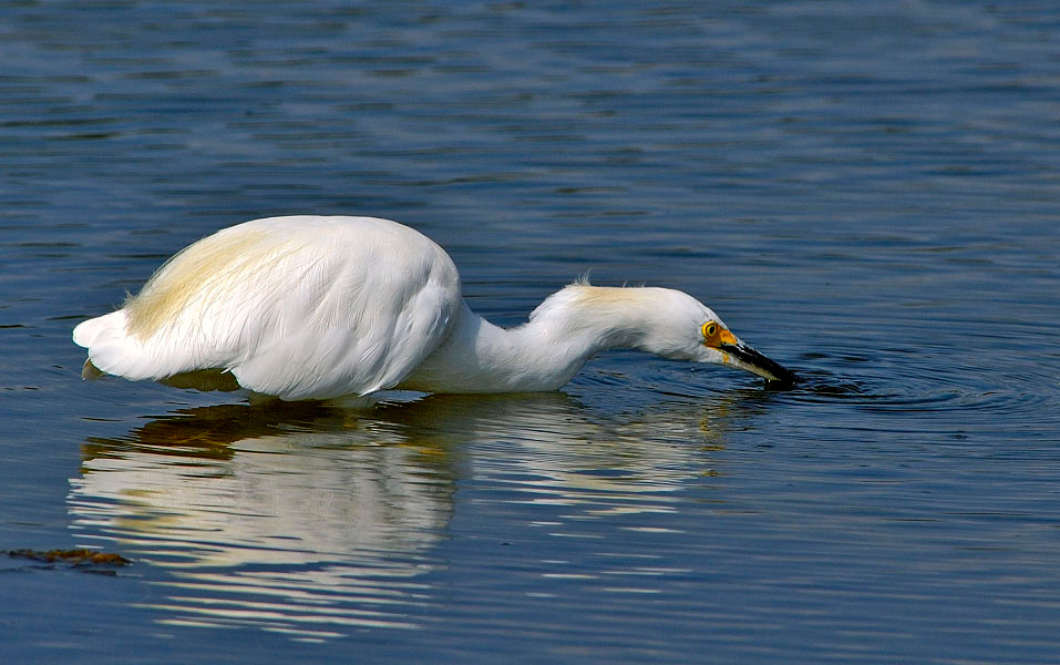 Охотница Белая американская цапля, Egretta thula, Snowy Egret, Malibu Lagoon, California