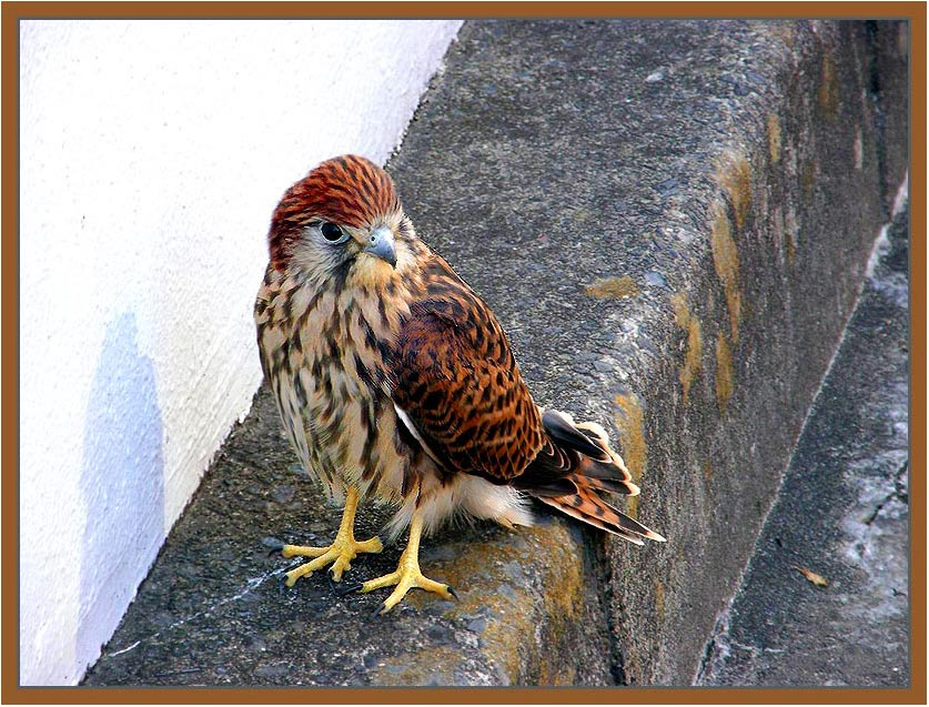 *hawk ястреб, малыш