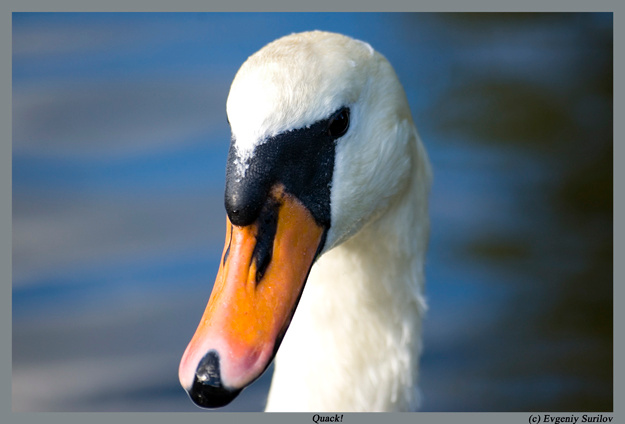 Ща как Клюну... Гусь, Лебедь,  Птичка, Клюв, Животные, Swan