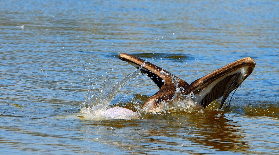 Рыбалка (финал … почти) Бурый пеликан, Pelecanus occidentalis, Лагуна Малибу, Brown Pelican, Malibu Lagoon, California