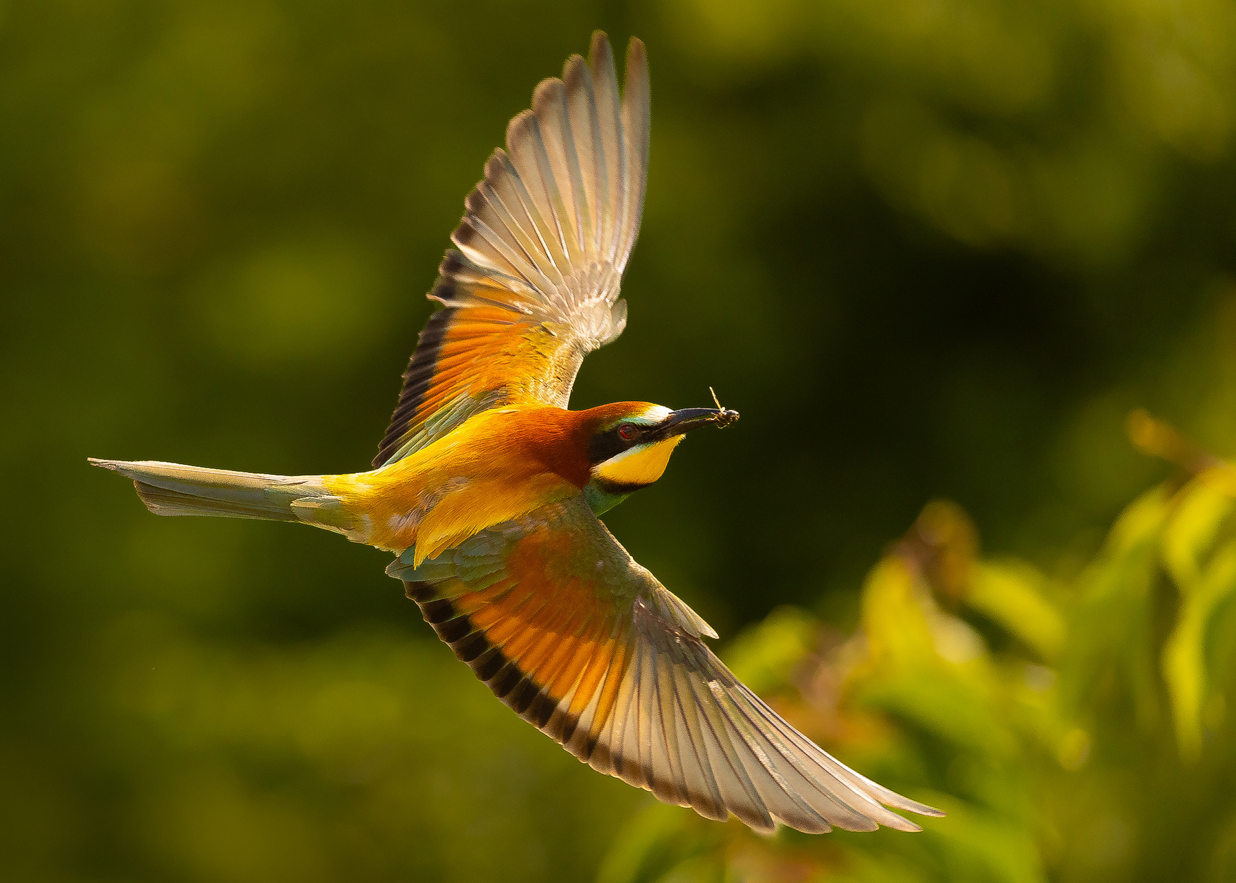 Bee-eater 