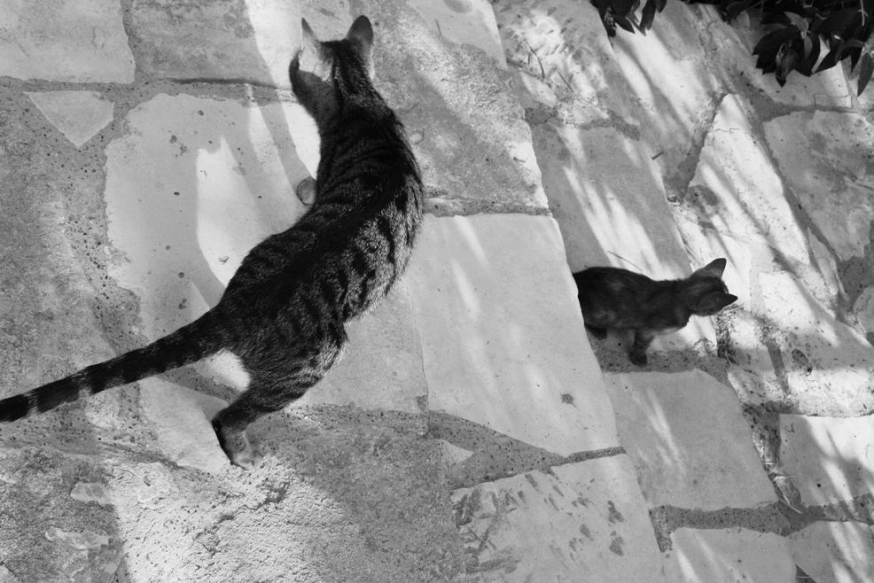 коты коты