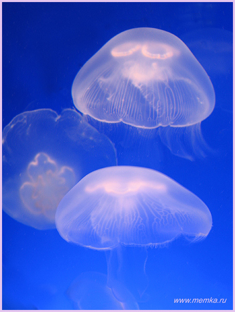 Инопланетяне медузы