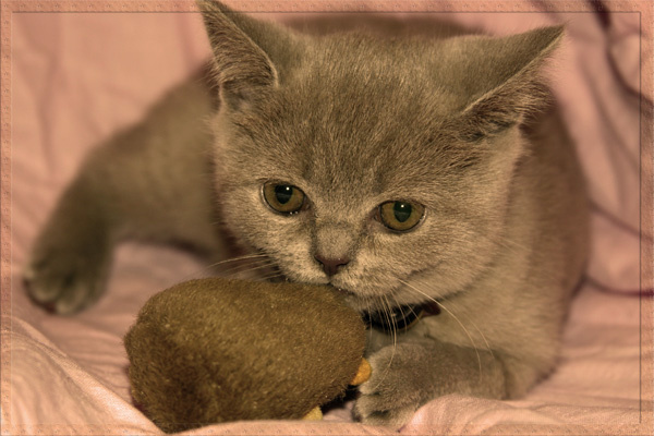 Добыча кошки