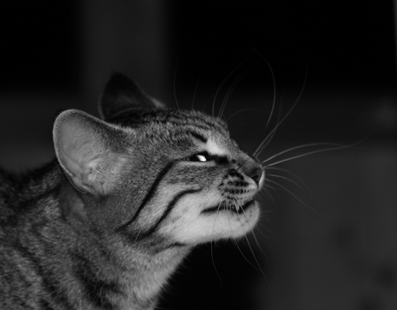 УУРРР!!! Cats