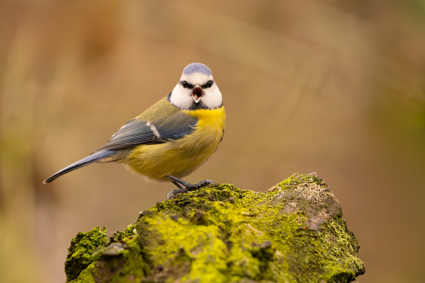 Titmouse 