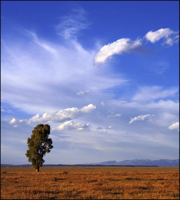 На севере диком стоит одиноко... grand teton autumn lonely tree