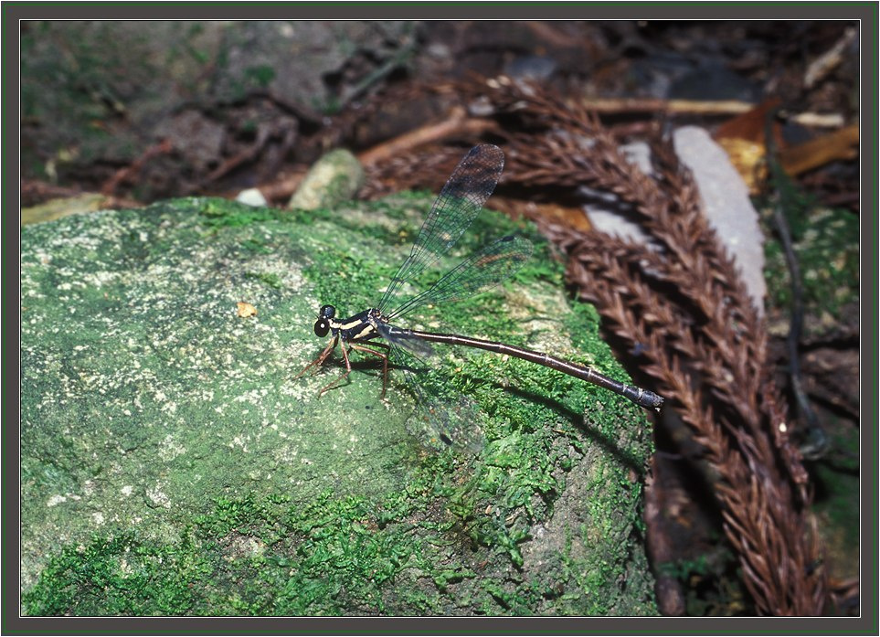 Рипидолестес стрекоза Megapodagrionidae Rhipidolestes hiraoi