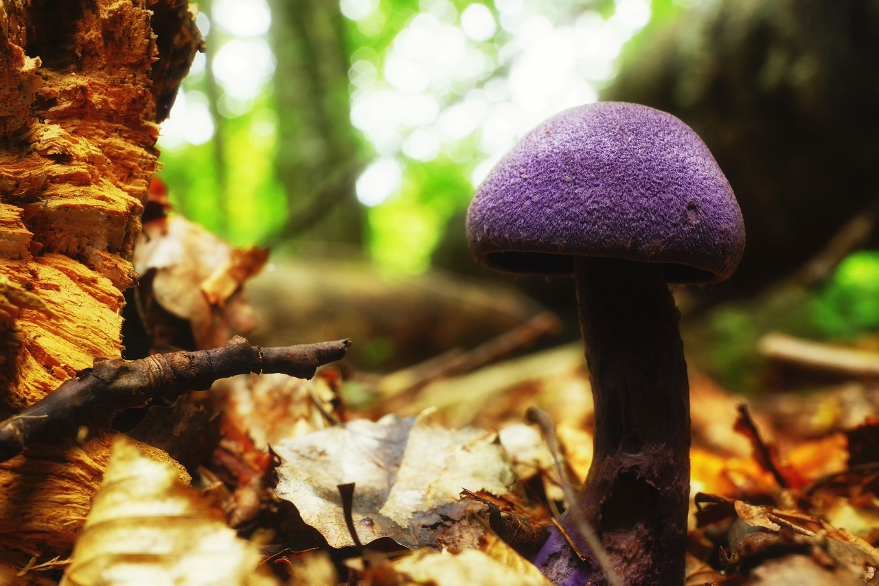 Паути́нник фиоле́товый (лат. Cortinarius violaceus) Паути́нник фиоле́товый