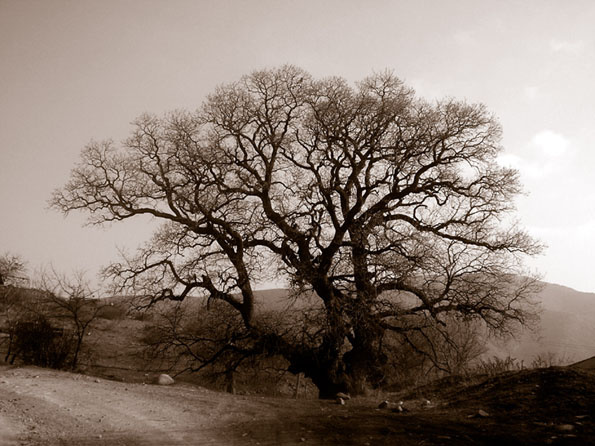 nostalgia po nastoaishemu... derevo, doroga, sepia, nostalgia