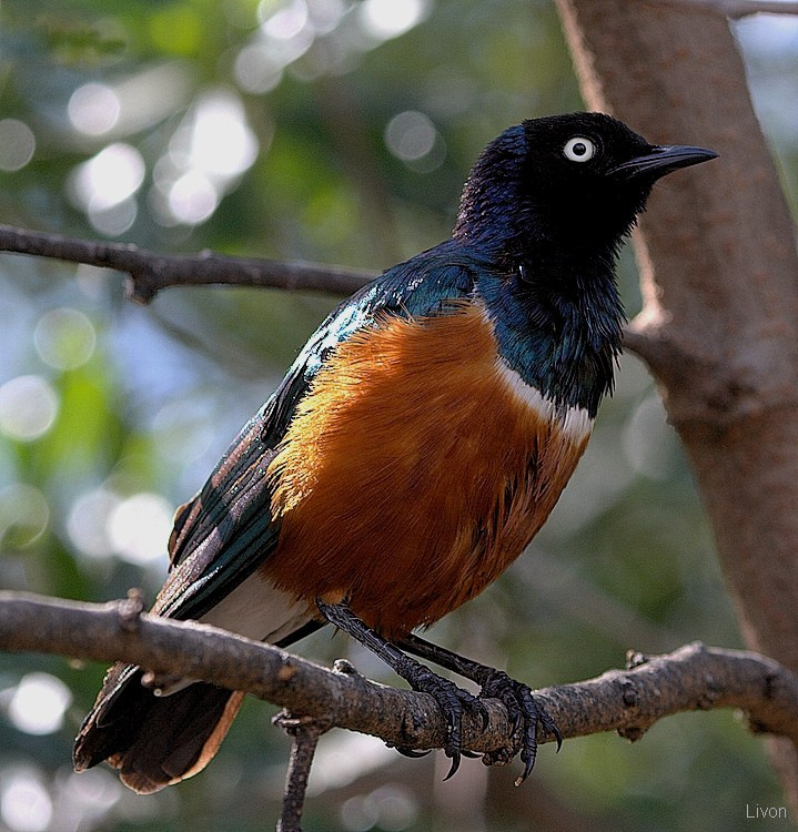 Скворец великолепный SUPERB STARLING Spreo superbus Кения скворец великолепный.