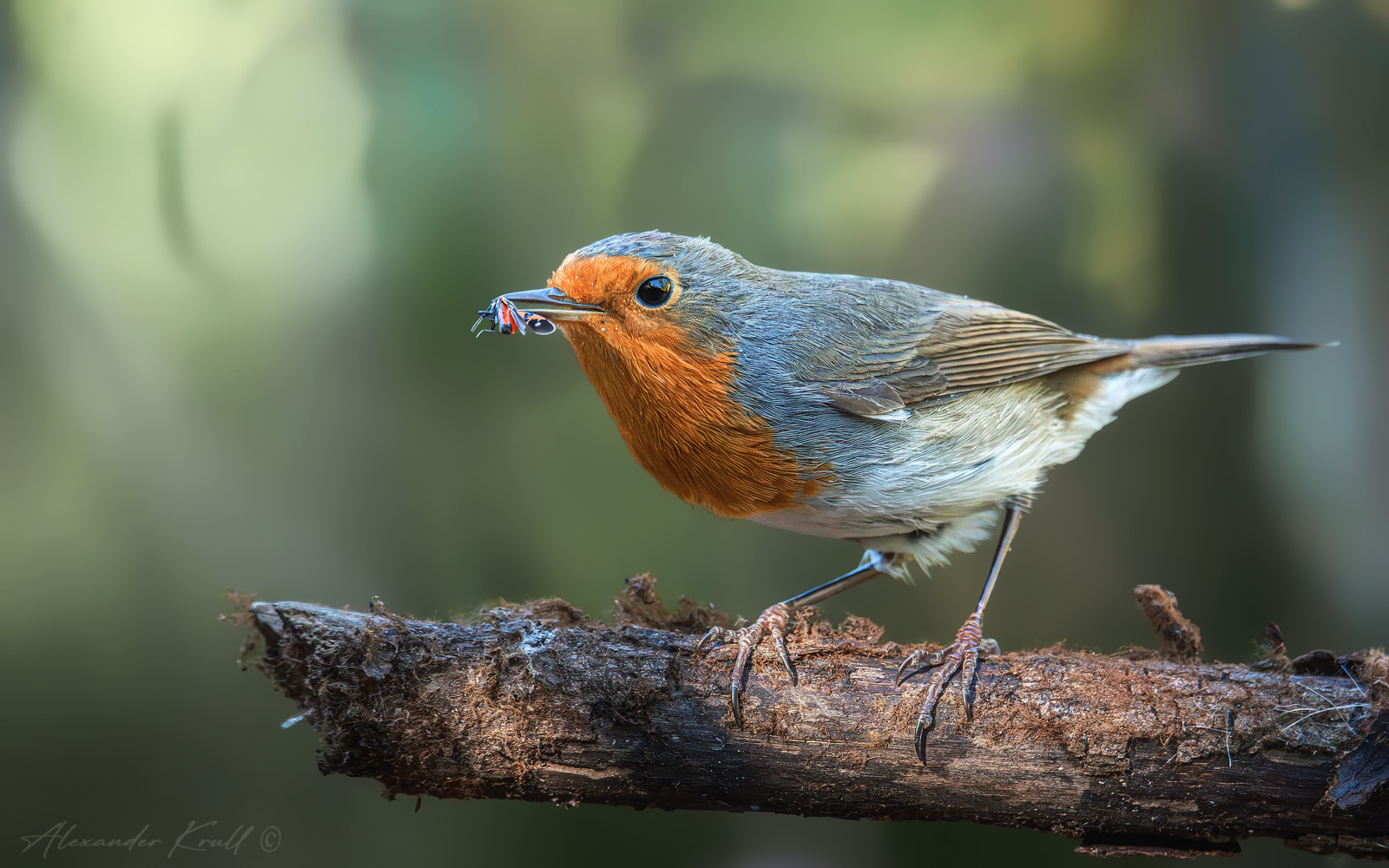 Пропитание зарянка малиновка erithacus rubecula
