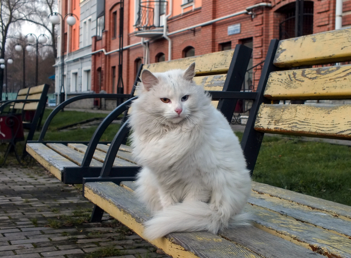 *** город вечер кот